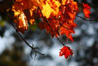 Bifogad bild: DSC_0018.JPG